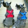 Venture Paw PULL CONTROL Harness - Crimson
